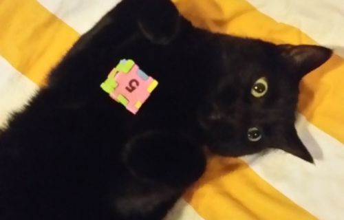 Hersenwerk voor katten met Smokey